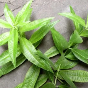 Lemon Verbena Live Plant – Fragrant Culinary Herb for Tea, Cooking, & Fragrance – 3-6 inch Starter Plant - Image 4