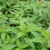 Lemon Verbena Live Plant – Fragrant Culinary Herb for Tea, Cooking, & Fragrance – 3-6 inch Starter Plant - Image 1