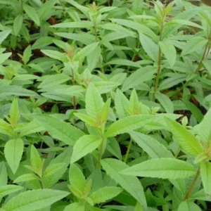 Lemon Verbena Live Plant – Fragrant Culinary Herb for Tea, Cooking, & Fragrance – 3-6 inch Starter Plant - Image 1