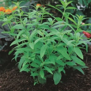Lemon Verbena Live Plant – Fragrant Culinary Herb for Tea, Cooking, & Fragrance – 3-6 inch Starter Plant - Image 5