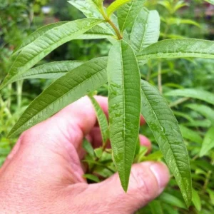 Lemon Verbena Live Plant – Fragrant Culinary Herb for Tea, Cooking, & Fragrance – 3-6 inch Starter Plant - Image 6