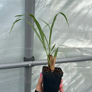 Lemongrass Live Plant Starter - 2.5 inch Pot for Culinary & Garden Use - Image 2