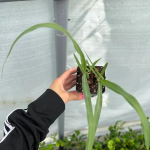 Lemongrass Live Plant Starter - 2.5 inch Pot for Culinary & Garden Use - Image 3
