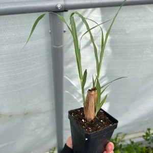 Lemongrass Live Plant Starter - 2.5 inch Pot for Culinary & Garden Use - Image 1