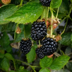 Live Blackberry Arapaho Plant – Sweet Thornless Fruit Producing Bush – 4" Pot - Ships Without Pot - Image 1