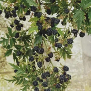 Live Blackberry Arapaho Plant – Sweet Thornless Fruit Producing Bush – 4
