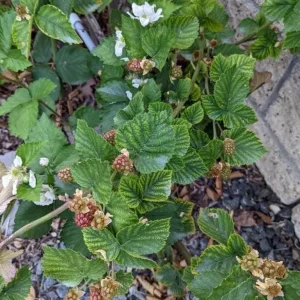 Live Blackberry Arapaho Plant – Sweet Thornless Fruit Producing Bush – 4