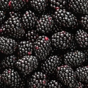 Live Blackberry Arapaho Plant – Sweet Thornless Fruit Producing Bush – 4