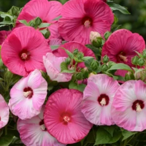 Live Hibiscus Luna Plant – Mix Color Flowers – Hardy Tropical Shrub – 3-6in Starter - Image 2