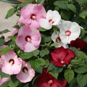 Live Hibiscus Luna Plant – Mix Color Flowers – Hardy Tropical Shrub – 3-6in Starter - Image 3