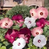 Live Hibiscus Luna Plant – Mix Color Flowers – Hardy Tropical Shrub – 3-6in Starter - Image 1
