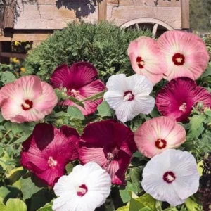 Live Hibiscus Luna Plant – Mix Color Flowers – Hardy Tropical Shrub – 3-6in Starter - Image 1