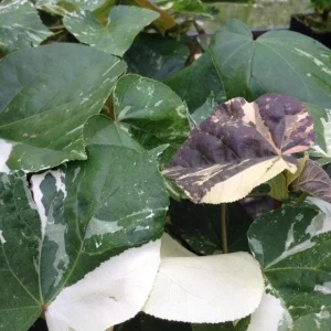 Live Hibiscus Mahoe Sea Variegated Plant - Tropical Flowering Shrub - 3-6 inch Starter Plant - Image 1
