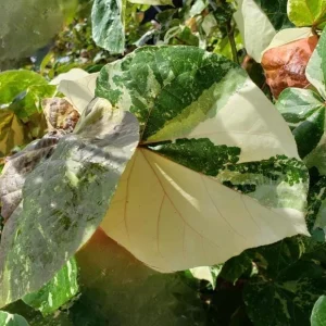 Live Hibiscus Mahoe Sea Variegated Plant - Tropical Flowering Shrub - 3-6 inch Starter Plant - Image 2