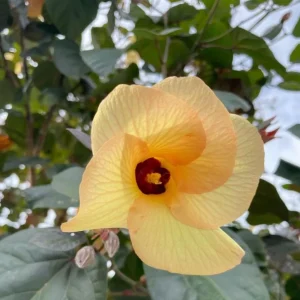 Live Hibiscus Mahoe Sea Variegated Plant - Tropical Flowering Shrub - 3-6 inch Starter Plant - Image 3