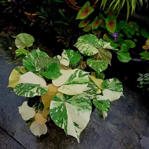 Live Hibiscus Mahoe Sea Variegated Plant - Tropical Flowering Shrub - 3-6 inch Starter Plant - Image 4