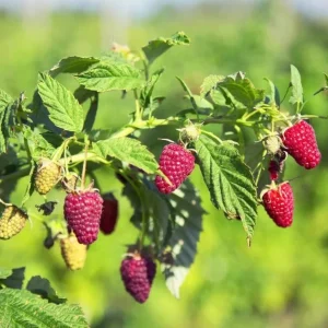 Live Raspberry Caroline’ Plant – Everbearing Red Raspberry Fruit Bush – 4