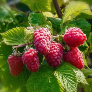 Live Raspberry Caroline’ Plant – Everbearing Red Raspberry Fruit Bush – 4