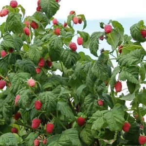 Live Raspberry Caroline’ Plant – Everbearing Red Raspberry Fruit Bush – 4