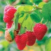 Live Raspberry Caroline’ Plant – Everbearing Red Raspberry Fruit Bush – 4" Pot - Ships Without Pot - Image 1