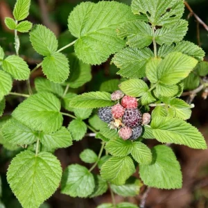 Live Raspberry Mysore’ Plant – Tropical Blackberry Raspberry Vine – 4