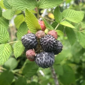 Live Raspberry Mysore’ Plant – Tropical Blackberry Raspberry Vine – 4" Pot - Ships Without Pot - Image 1