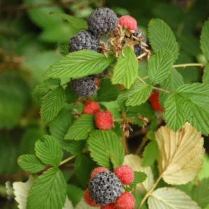 Live Raspberry Mysore’ Plant – Tropical Blackberry Raspberry Vine – 4