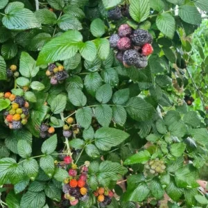 Live Raspberry Mysore’ Plant – Tropical Blackberry Raspberry Vine – 4
