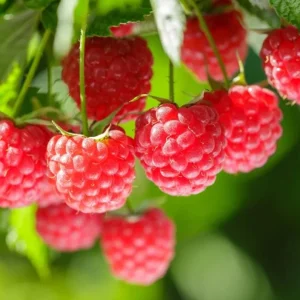 Live Raspberry Plant – Sweet Fruiting Berry Bush – 4