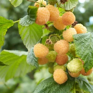 Live Raspberry Plant – Sweet Fruiting Berry Bush – 4