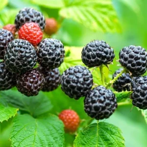 Live Raspberry Plant – Sweet Fruiting Berry Bush – 4