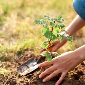 Live Raspberry Plant – Sweet Fruiting Berry Bush – 4