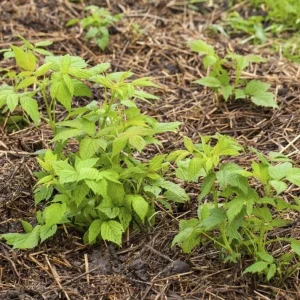 Live Raspberry Plant – Sweet Fruiting Berry Bush – 4