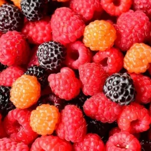 Live Raspberry Plant – Sweet Fruiting Berry Bush – 4" Pot Starter – Outdoor Edible - Image 1