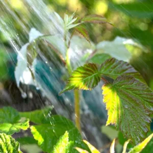 Live Raspberry Plant – Sweet Fruiting Berry Bush – 4