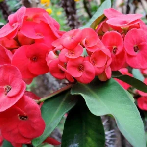 Live Red Euphorbia milii Plant – 4
