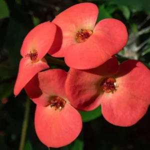 Live Red Euphorbia milii Plant – 4