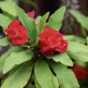 Live Red Euphorbia milii Plant – 4" Pot – Ships Without Pot - Image 1