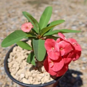 Live Red Euphorbia milii Plant – 4