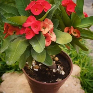 Live Red Euphorbia milii Plant – 4