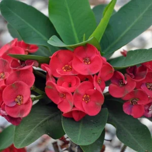 Live Red Euphorbia milii Plant – 4