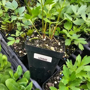 Lovage, Levisticum Officinale- (1) 2.5 inch pot - Image 2