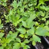Lovage, Levisticum Officinale- (1) 2.5 inch pot - Image 1