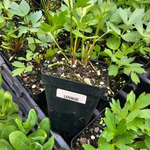 Lovage Live Plant – Levisticum Officinale Herb – 2.5 inch Pot – Culinary & Medicinal - Image 2