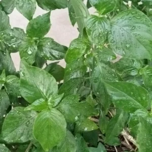 Magenta Leaf Perennial Herb Live Starter Plant - Edible Vegetable, Indoor/Outdoor - Image 2