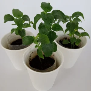 Magenta Leaf Perennial Herb Live Starter Plant - Edible Vegetable, Indoor/Outdoor - Image 3