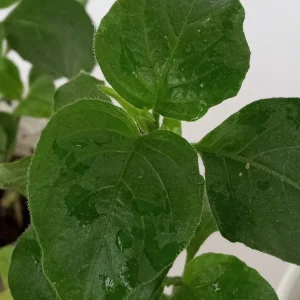 Magenta Leaf Perennial Herb Live Starter Plant - Edible Vegetable, Indoor/Outdoor - Image 4