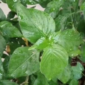 Magenta Leaf Perennial Herb Live Starter Plant - Edible Vegetable, Indoor/Outdoor - Image 1