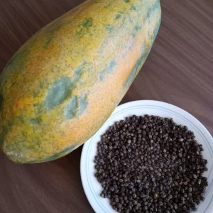 Maradol Papaya Seeds - Large Sweet Tropical Fruit - 50+ Seeds - Indoor/Outdoor - Image 2