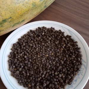 Maradol Papaya Seeds - Large Sweet Tropical Fruit - 50+ Seeds - Indoor/Outdoor - Image 3